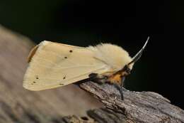 Spilosoma lutea Hüfnagel 1766 resmi