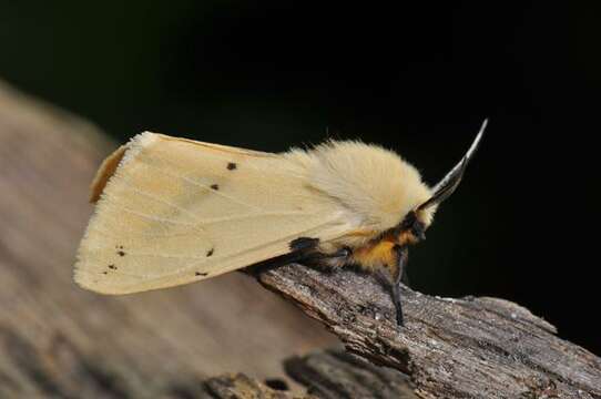 Image of Spilosoma lutea Hüfnagel 1766