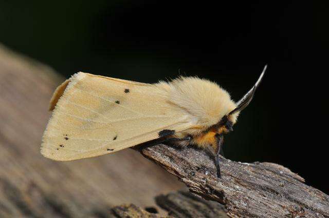 Spilosoma lutea Hüfnagel 1766 resmi