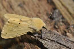 Spilosoma lutea Hüfnagel 1766 resmi