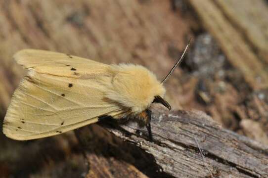 Image of Spilosoma lutea Hüfnagel 1766