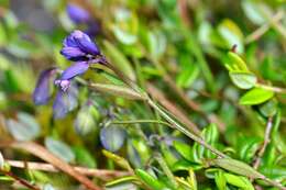 Image of Milkwort