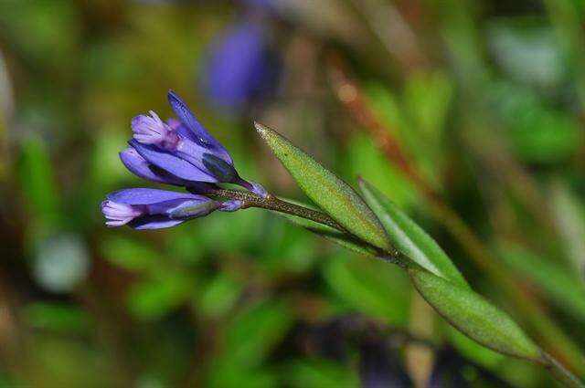 Image of Milkwort