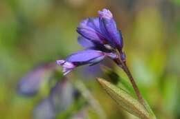 Image of Milkwort