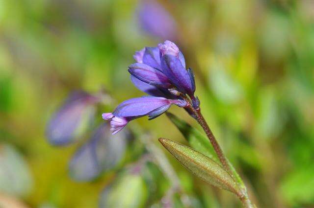 Image of Milkwort