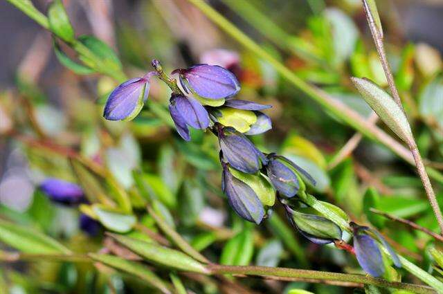 Image of Milkwort