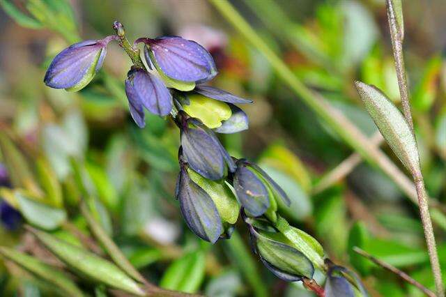 Image of Milkwort