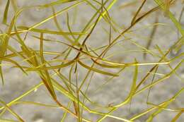 Image of Small Pondweed