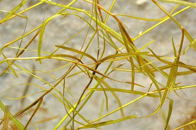 Image of Small Pondweed