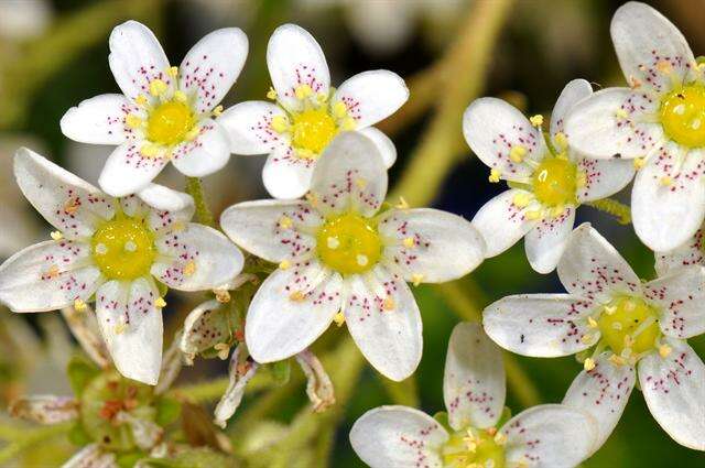 Imagem de Saxifraga cotyledon L.