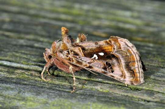 Image of Autographa