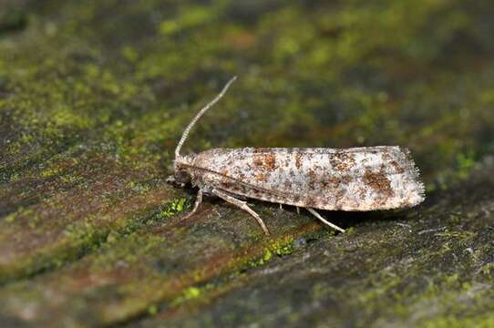 Image of Pine Tip Moths