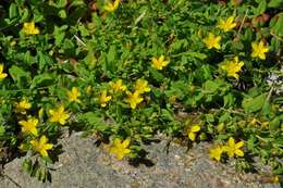 Image of St John's-wort