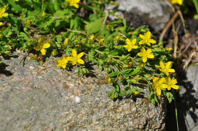 Image of St John's-wort