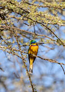 Image of Blue-breasted Bee-eater