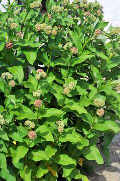 Image of milkweed