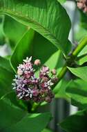 Image of milkweed