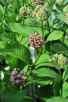 Image of milkweed