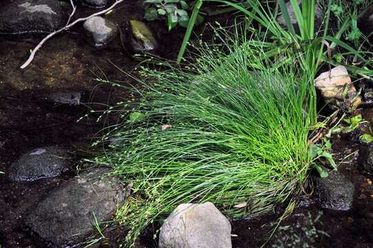 Image of remote sedge