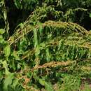 Rumex patientia subsp. patientia resmi