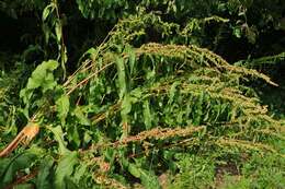 Image of Rumex patientia subsp. patientia