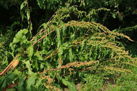 Image of Rumex patientia subsp. patientia