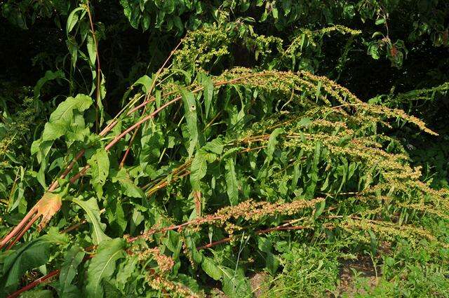 Rumex patientia subsp. patientia的圖片