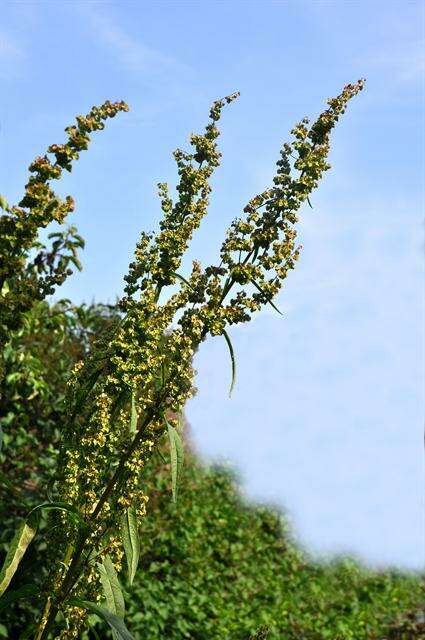 Rumex patientia subsp. patientia的圖片