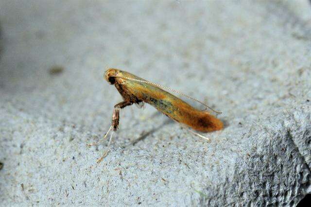 Image of Caloptilia robustella Jäckh 1972