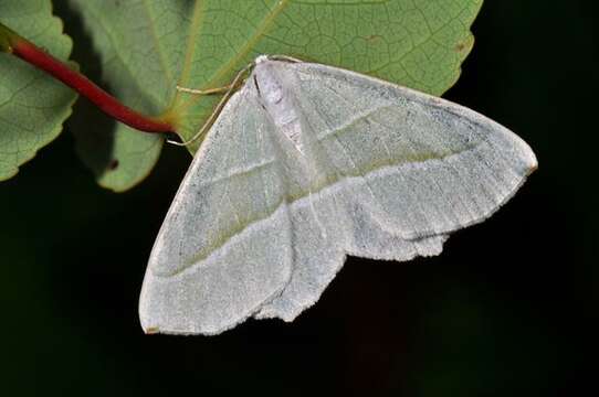 Image of Campaea margaritata Linnaeus 1767