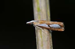 صورة Catoptria