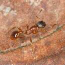 Image of European fire ant