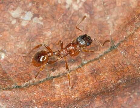 Imagem de Myrmica