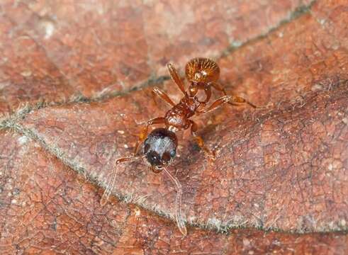 Image of Myrmica