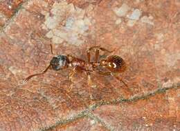 Imagem de Myrmica