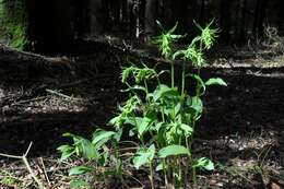 Image of Epipactis helleborine subsp. neerlandica (Verm.) Buttler