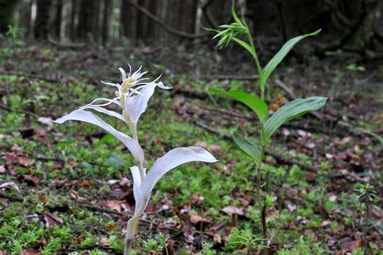 Image of Epipactis helleborine subsp. neerlandica (Verm.) Buttler