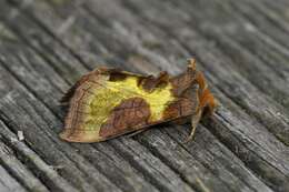 Image of Cryptic Burnished Brass