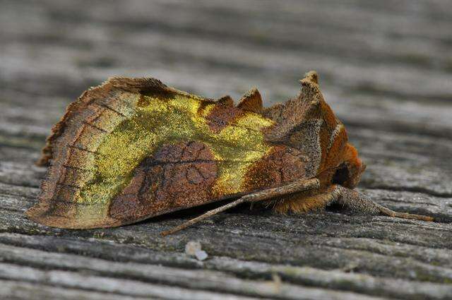 Image of Cryptic Burnished Brass