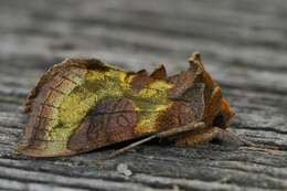 Image of Cryptic Burnished Brass