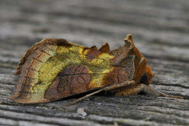 Image of Cryptic Burnished Brass