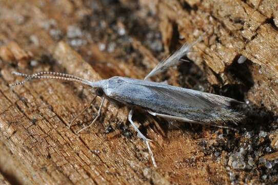 Imagem de Coleophora ibipennella Zeller 1849