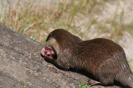 Image of Asian short-clawed otter