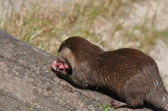 Image of Small-clawed otter