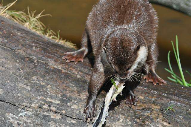 Image of Small-clawed otter