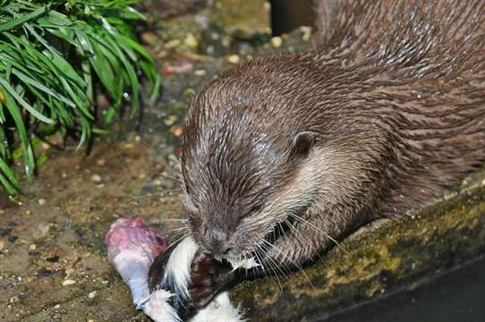 Image of Small-clawed otter
