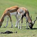 Image de Antilope Cervicapre