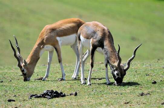 Image de Antilope Pallas 1766