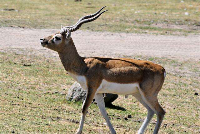 Image of Blackbuck