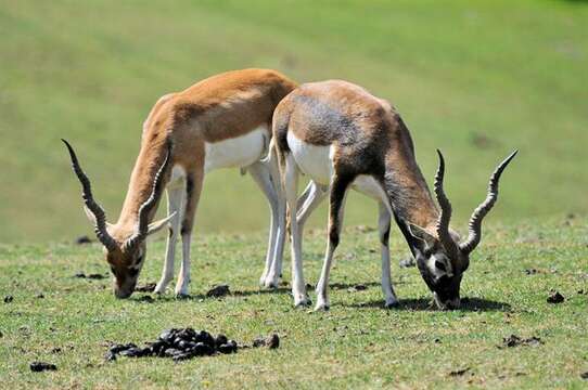 Image of Blackbuck